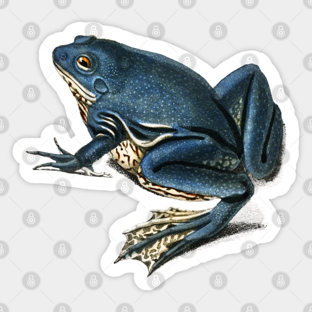 Blue Frog Hand drawn Sticker by Mako Design 